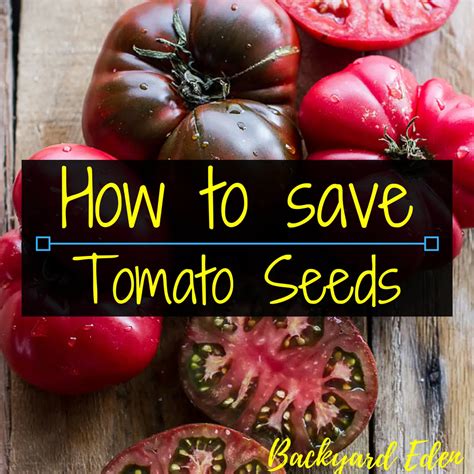 How To Save Tomato Seeds: A Step.